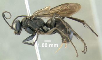 Media type: image;   Entomology 602684 Aspect: habitus lateral view